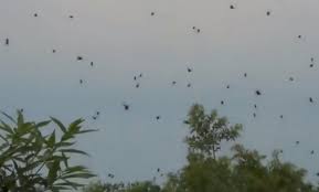 Spider Rain
